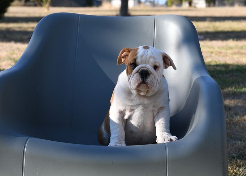Di Vendra Nera - Chiots disponibles - Bulldog Anglais
