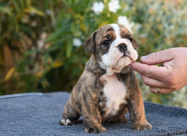 Di Vendra Nera - Chiots disponibles - Bulldog Anglais