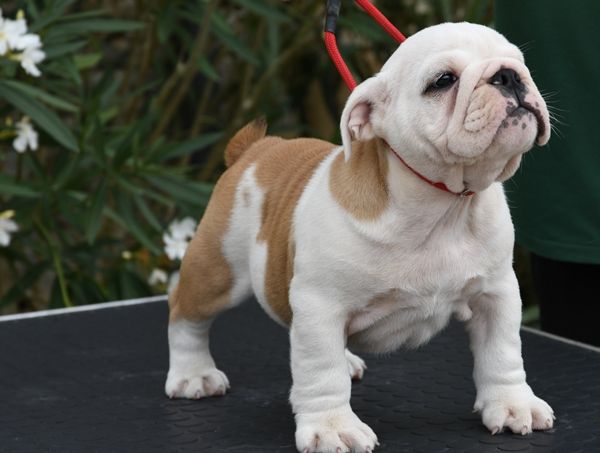 Di Vendra Nera - Chiots disponibles - Bulldog Anglais